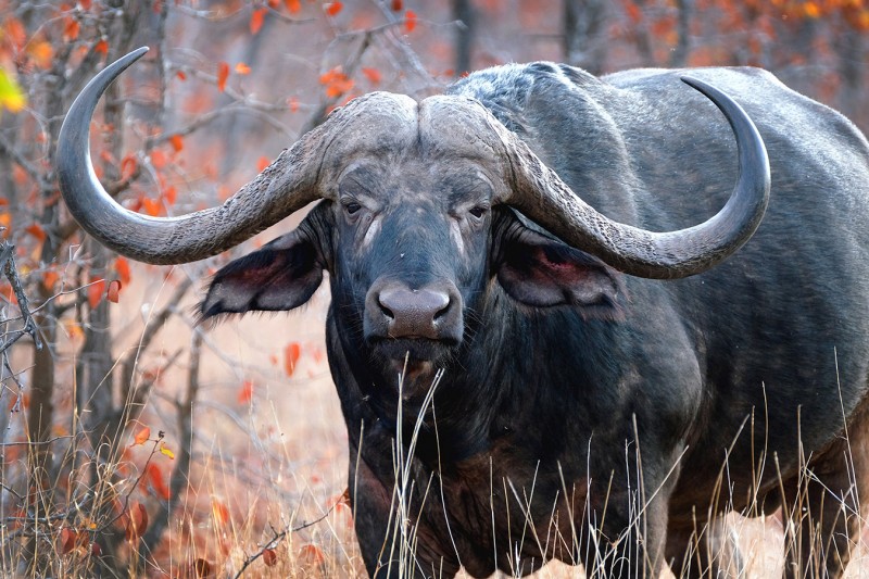 Buffalo