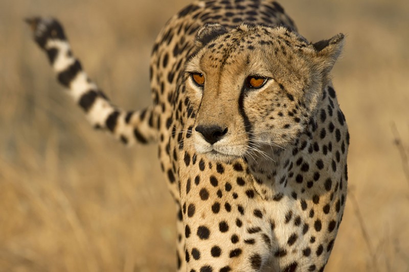 Cheetah