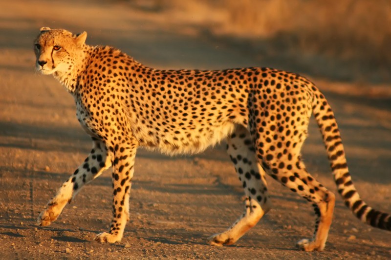 Cheetah