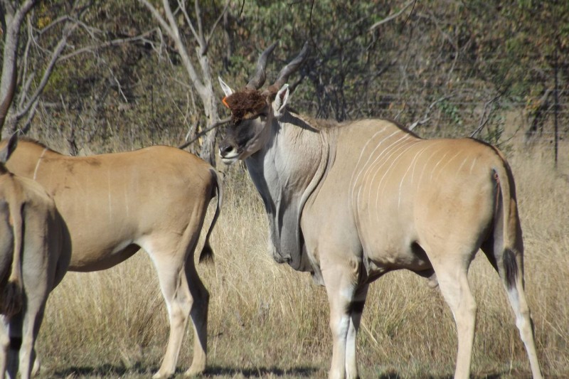 Eland
