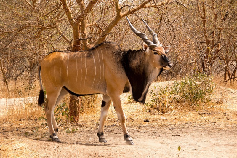 Eland