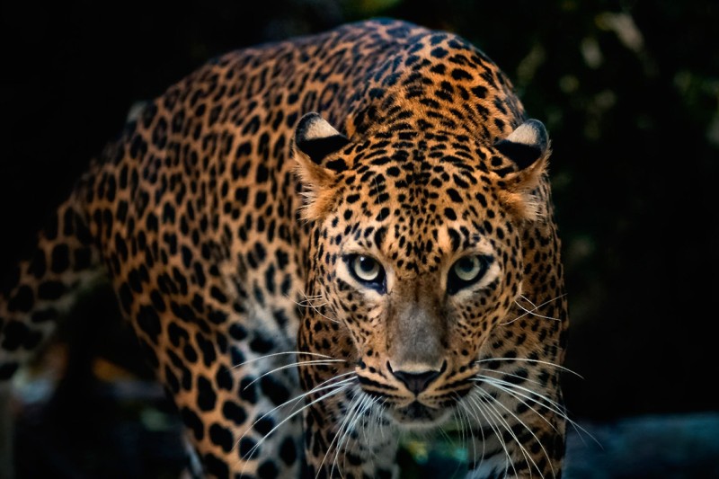 Leopard